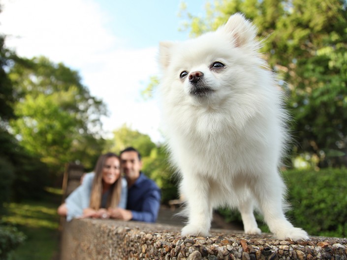 White dog stands on ledge with couple in background.