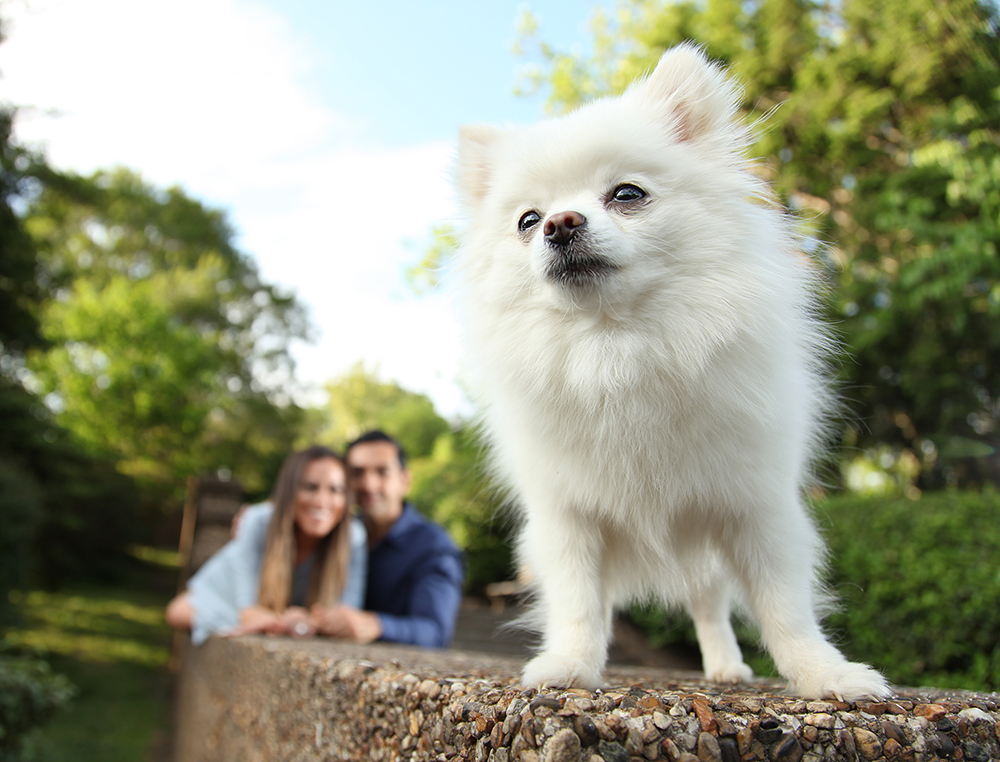 White dog stands on ledge with couple in background.