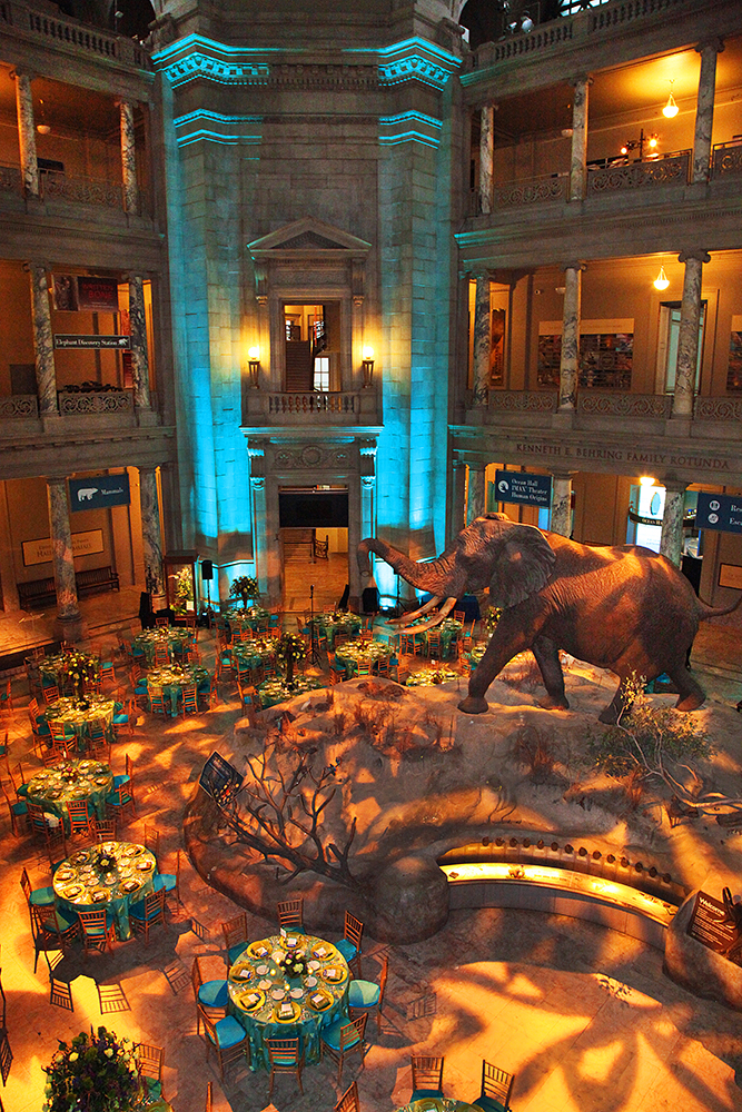 An expansive party venue showcasing neatly arranged tables and chairs, ready for a lively gathering. National Museum of Natural History, Washington DC, Smithsonian